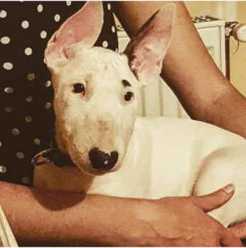 Athena Lola, Bullterrier