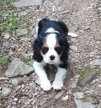 Kovu, Cavalier King Charles Spaniel