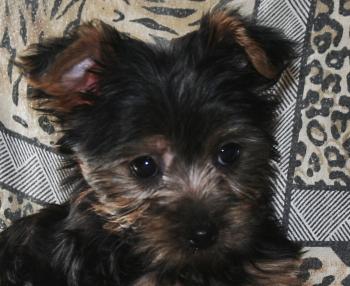 Loly, Yorkshire Terrier