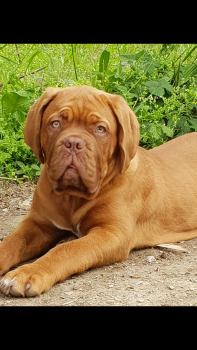 Nala, Dogo De Burdeos