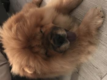 NEWS, Chow Chow