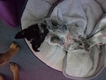 Theodore, Australian Cattle Dog