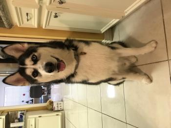 Storm, Husky Siberien