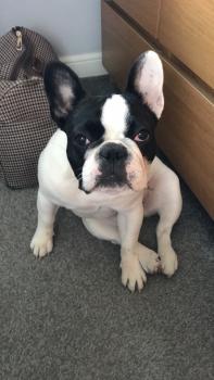 Georgie, Bulldog Francés