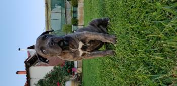 Samira, Cane Corso