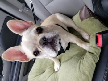 Douglas, Bulldog Francés
