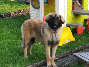 Kaly, Leonberg