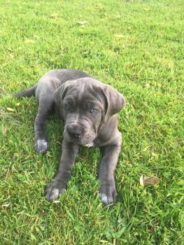Orcane, Cane Corso