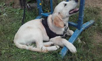 orion, Golden Retriever