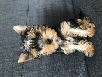 Ostis, Yorkshire Terrier