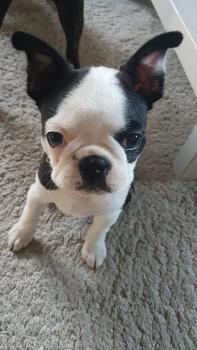 SUMO, Boston Terrier