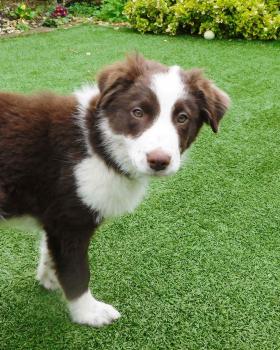 Scarlett, Border Collie