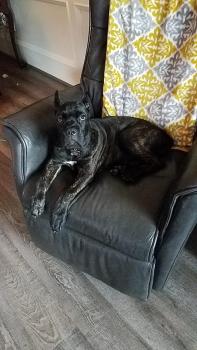 Lola, Cane Corso