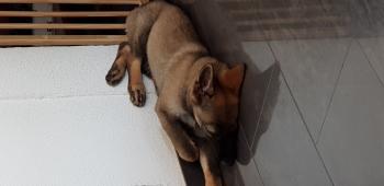 Nymeria, Pastor Alemão