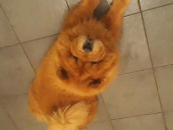 Prada, Chow Chow