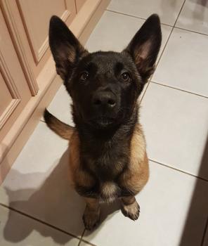 orphée, Pastor Belga Malinois