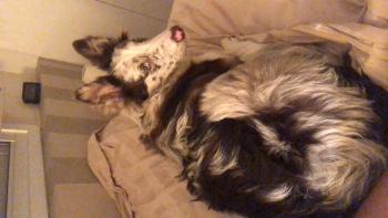 Tobias, Border Collie