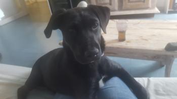 Shiva, Labrador