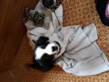 Junior, Border Collie