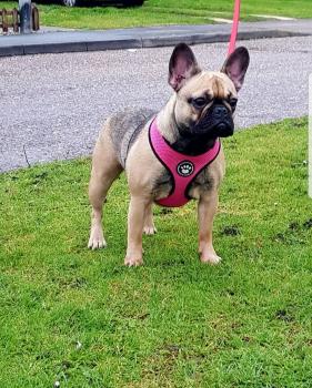 Roxie, Bulldog Francés