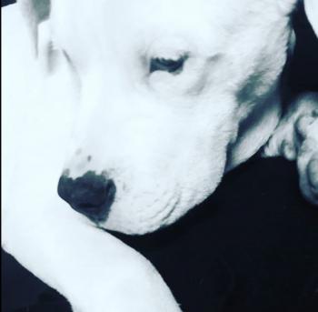 Violette, Dogo argentino