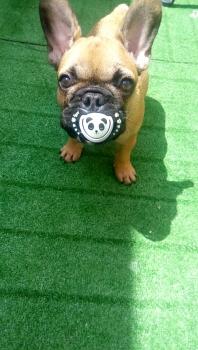 Kira, Bulldog Francés