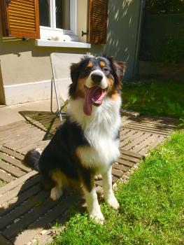 Naïa, Pastor Australiano