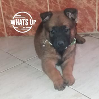 Eva, Pastor Belga Malinois