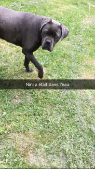 Nimeria, Cane Corso