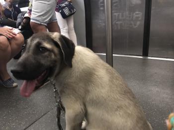 O’Lya, Kangal