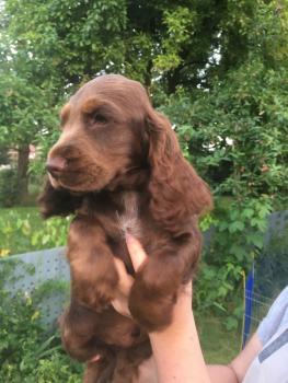 Oréo, Cocker Spaniel Inglés
