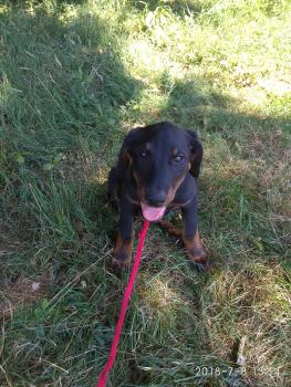 OSLO, Beauceron