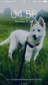 Kion, Weißer Schweizer Schäferhund