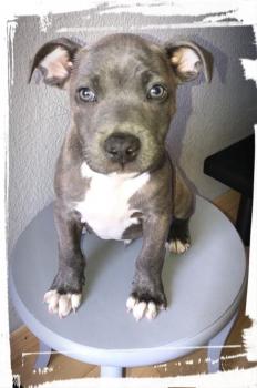 Sky, Staffordshire Bull Terrier