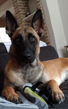 Luna, Pastor Belga Malinois