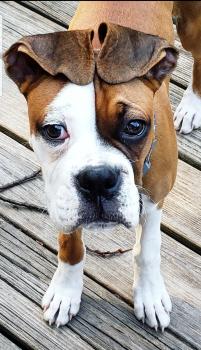 Loomis, Boxer