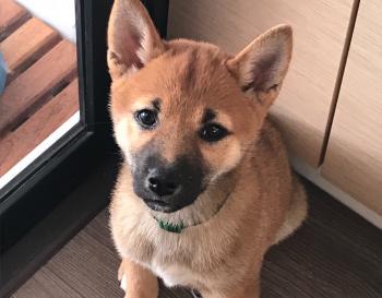 Piper, Shiba Inu Japonés