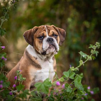 Batman, Englische Bulldogge