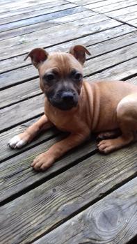 Nannie, Staffordshire Bull Terrier