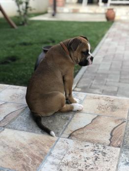 Alfie, American bulldog