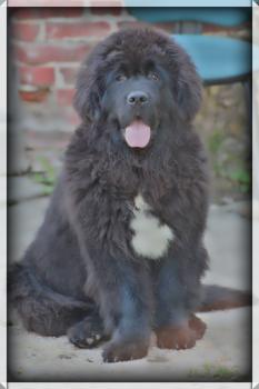 Harry, Terranova