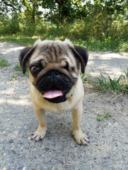 Omiaquo, Carlino