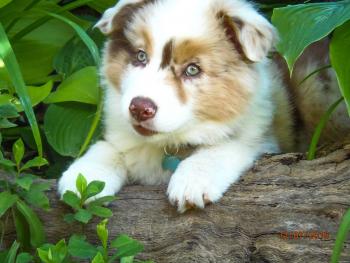Django, Australischer Schäferhund