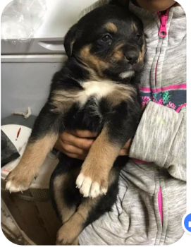 Lily, Rottweiler