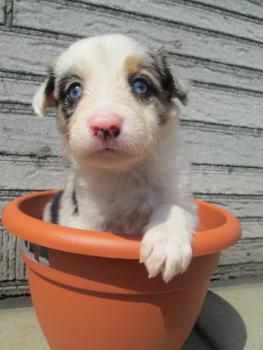 Loki, Border Collie