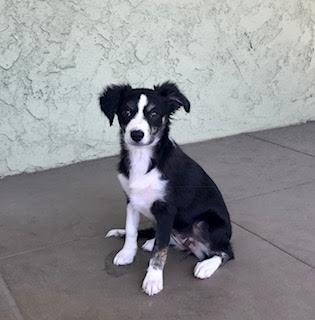 Luna Jade, Pastor Australiano