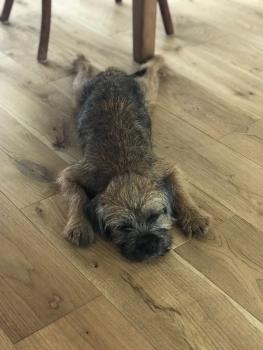 Nelson, Border Terrier