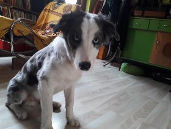 Murphy, Border Collie