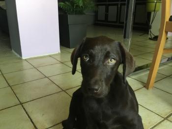 Praline, Labrador Retriever