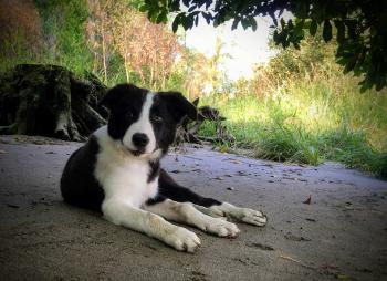 Tim, Border Collie